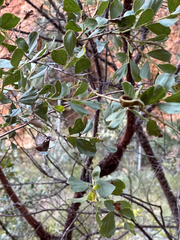 Mountain Wattle (Acacia monticola)