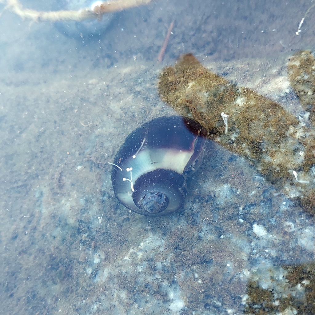 Pomacea scalaris