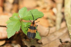 Calopteron discrepans