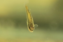 Micropterus salmoides