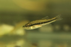 Micropterus salmoides