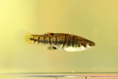 Heterandria formosa