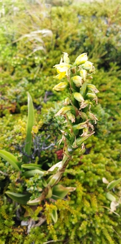 Image of Gavilea litoralis by no rights reserved