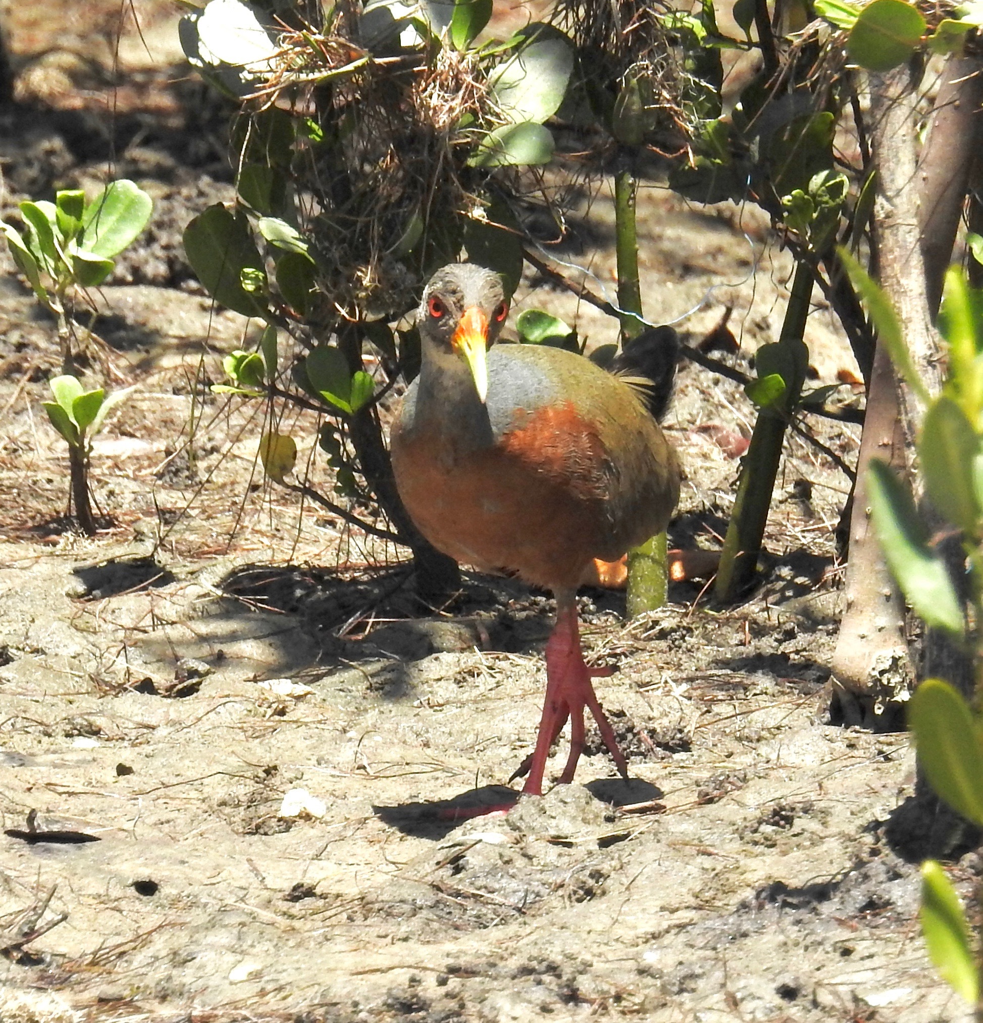 Little Wood Rail (Aramides mangle), photo 10