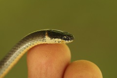 Diadophis punctatus stictogenys