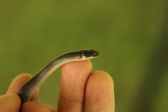 Diadophis punctatus stictogenys