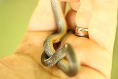 Diadophis punctatus stictogenys