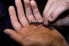 Plethodon virginia