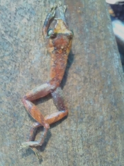 Pristimantis kichwarum