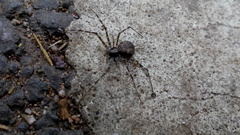 Arachnida