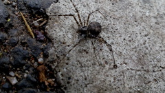 Arachnida