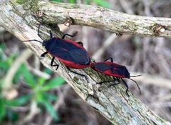 Largus rufipennis