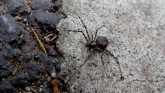 Arachnida