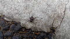 Arachnida