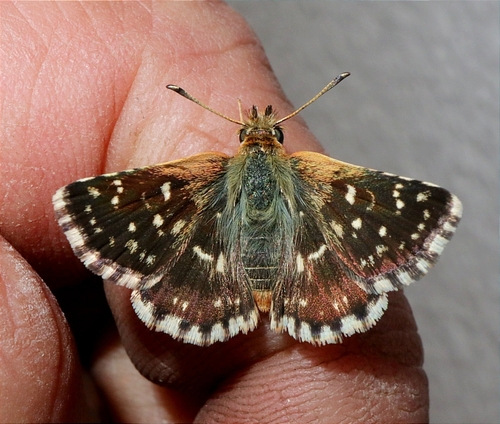Spialia rosae
