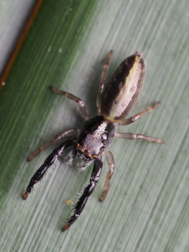 Black-headed Jumping Spider photo 4