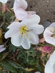 Oenothera deltoides