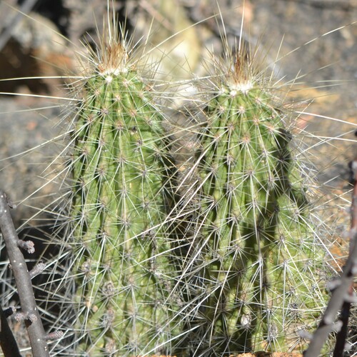 Echinocereus occidentalis