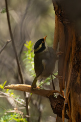 Strong-Billed Honeyeater photo 3