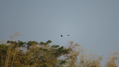 Rhyticeros undulatus