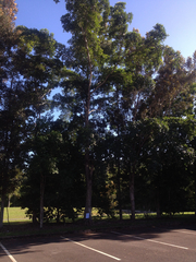 Terminalia microcarpa