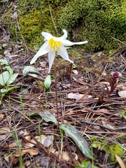 Erythronium helenae