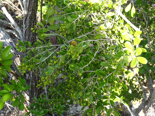 Image of Jacquinia keyensis by no rights reserved