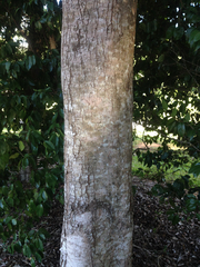 Terminalia microcarpa