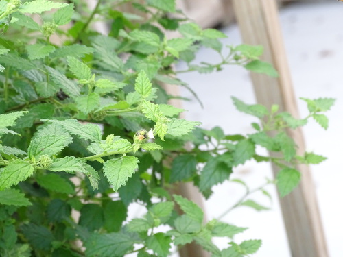 Image of Varronia globosa by no rights reserved