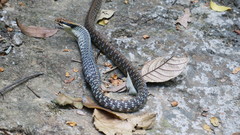 Dendrelaphis ngansonensis