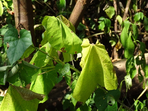 Image of Wissadula contracta by (c) Alexis López Hernández, some rights reserved (CC BY)