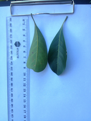 Terminalia microcarpa
