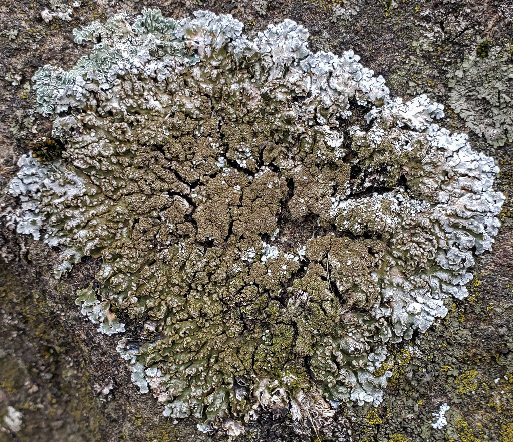 Yellow-edged Frost Lichen