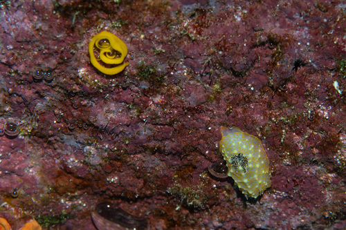 Gold Lace Nudibranch