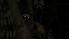 Paradoxurus musangus