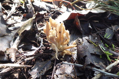 Clavulina vinaceocervina