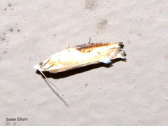 Pseudexentera costomaculana