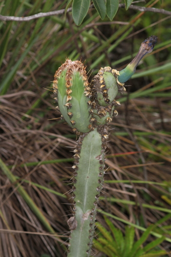 Image of Cipocereus Crassisepalus (Cipocereus crassisepalus) by (c) Pedro Quinellato Dantas, some rights reserved (CC BY)