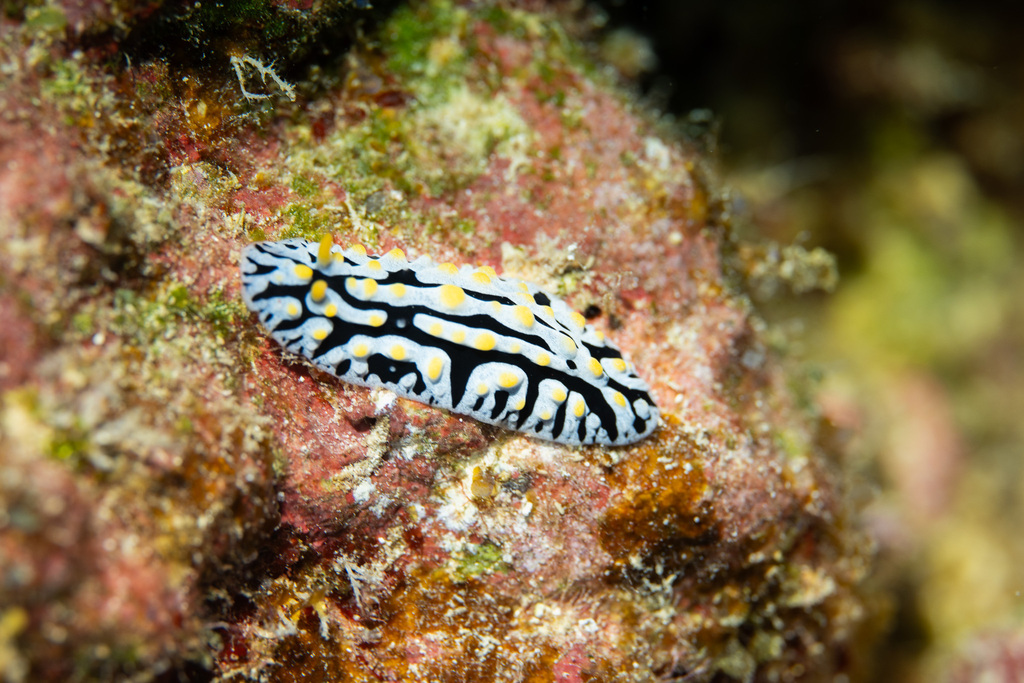 Variable Wart Slug