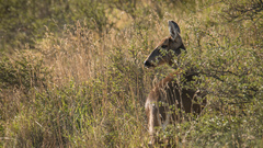 Hippocamelus bisulcus