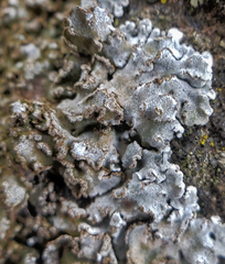 Physconia enteroxantha