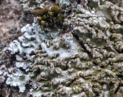 Physconia enteroxantha