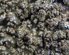 Physconia enteroxantha