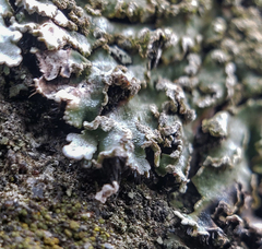 Physconia enteroxantha