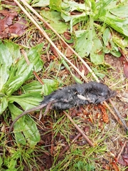 Crocidura russula
