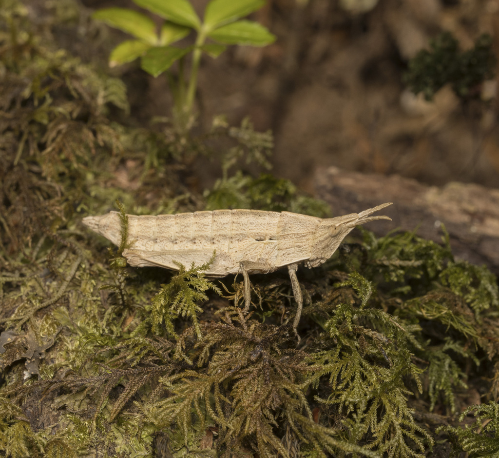 Elysiacris ensicornis