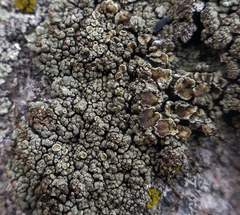 Rhizoplaca opiniconensis