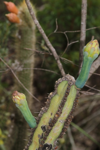 Image of Cipocereus Crassisepalus (Cipocereus crassisepalus) by (c) Pedro Quinellato Dantas, some rights reserved (CC BY)