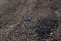 Alauda arvensis