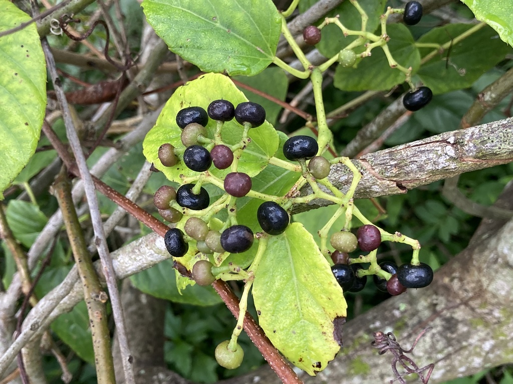 Possum grape in December 2023 by lllekos · iNaturalist